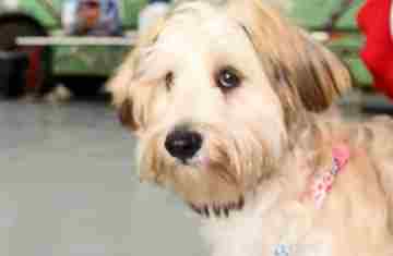 Programa CastraPet Paraná vai beneficiar mais de 8 mil cães e gatos em abril